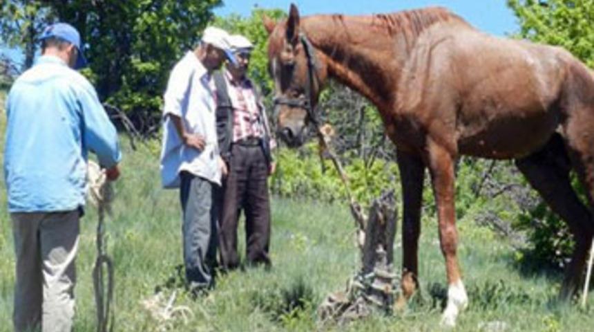 Yağmur yağması için at kurban ediliyor