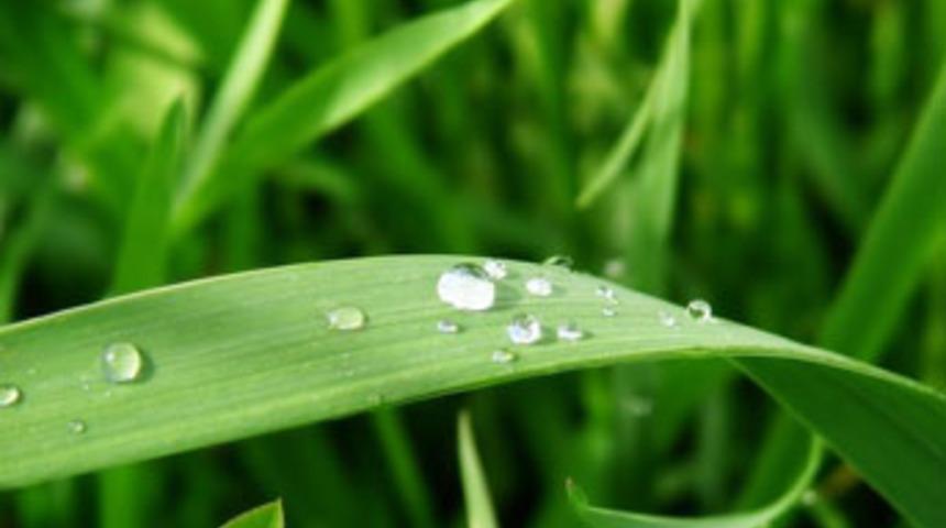 &lsquo;Bitkiler iletişim kurarak b&uuml;y&uuml;yor&rsquo;