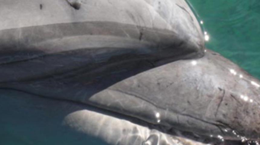 Yunusların dişlerini s&ouml;km&uuml;şler