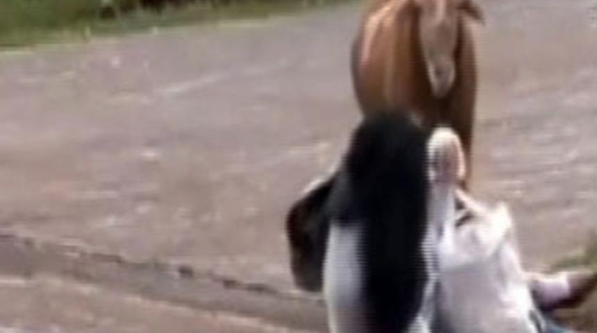 Brezilya'da ko&ccedil; dehşeti