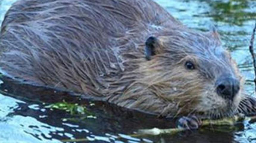 Fotoğrafını &ccedil;ekmek isteyen balık&ccedil;ıyı &ouml;ld&uuml;rd&uuml;