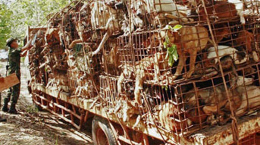 200 k&ouml;pek kasaplara yem olacaktı!