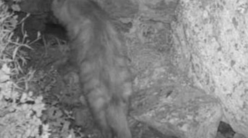 Tespit edilemeyen canlı görüntülendi