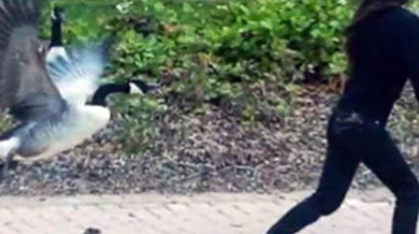 Yumurtalarını b&ouml;yle korudu!