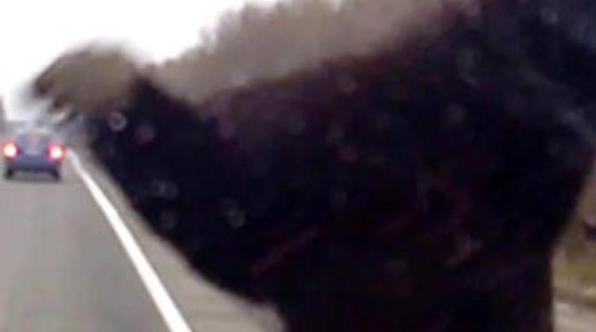 Yola fırlayan ayıya b&ouml;yle &ccedil;arptı