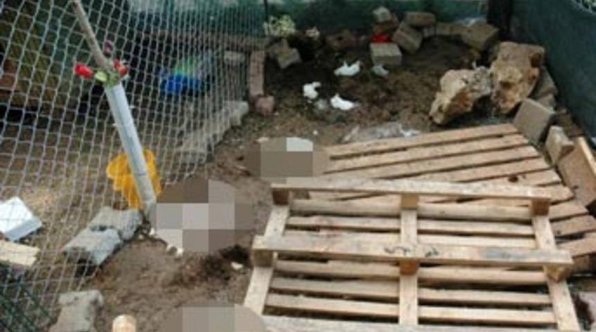 Tavşanları köpeklere parçalattılar iddiası