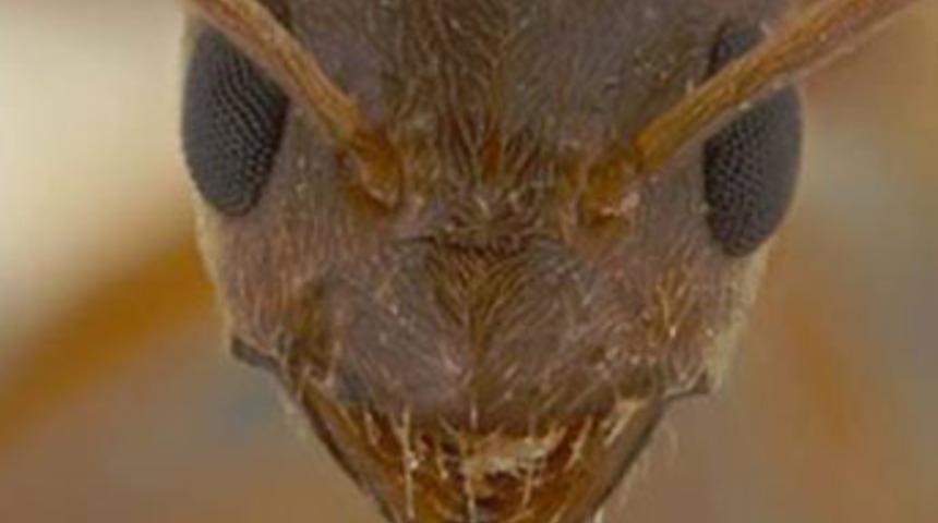 Amerika&rsquo;da &lsquo;&ccedil;ılgın karınca&rsquo; alarmı