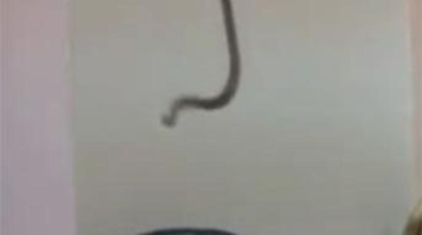 Şehri zehirli yılanlar bastı: 60 kişi &ouml;ld&uuml;