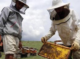 Bakan Yumaklı duyurdu, yeni iller eklendi: Türkiye Arıcılık Haritası güncellendi