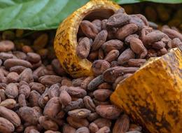 Kakao fiyatlarında tüm zamanların en hızlı haftalık düşüşü