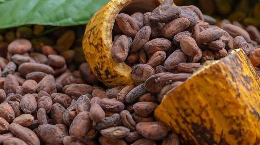 Kakao fiyatlarında tüm zamanların en hızlı haftalık düşüşü