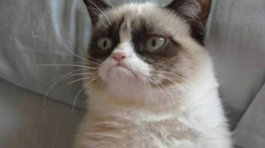'Grumpy Cat' artık film yıldızı