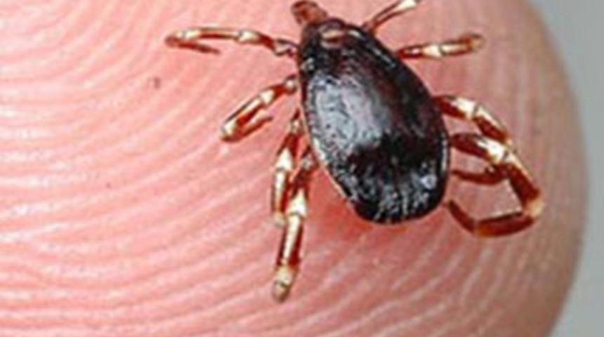 Tunceli'de kene ısırması sonucu 1 kişi öldü