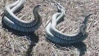 Engerek yılanlarının çiftleşme dansı kamerada