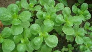 Omega-3 mucizesi semizotu içinde gizliymiş