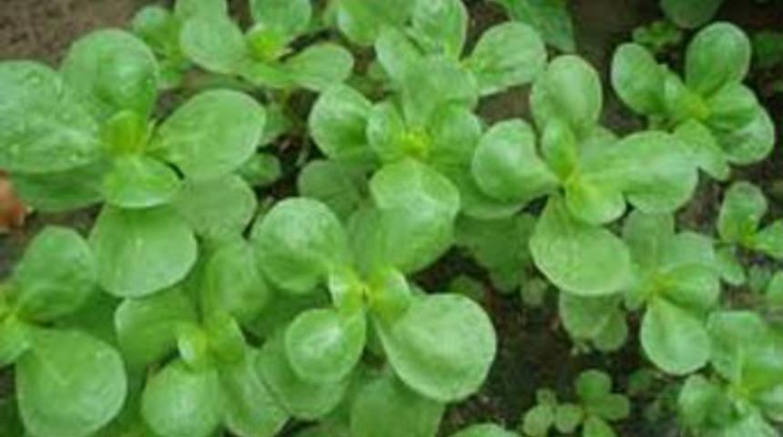 Omega-3 mucizesi semizotu içinde gizliymiş