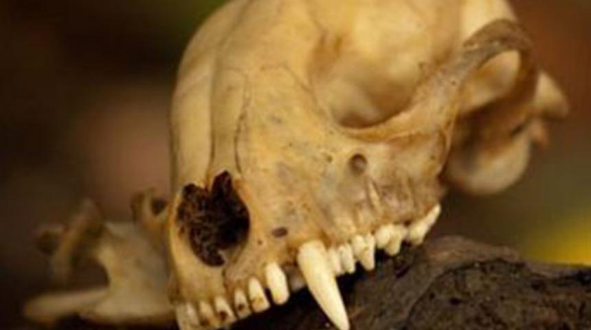 &lsquo;İlk insanlar beyin yemeye bayılıyordu&rsquo;