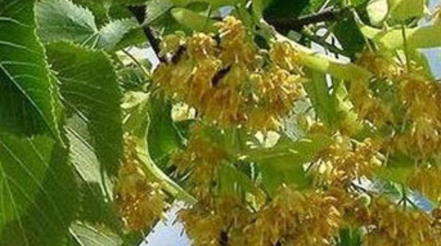 Uykusuzluğa iyi gelen bitkiler