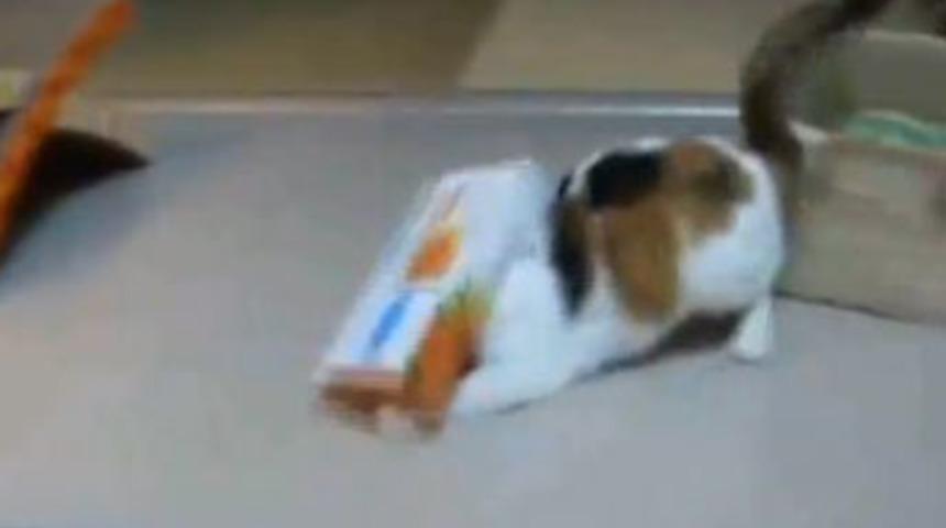 Meraklı kedi başını derde soktu