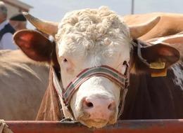 2024 kurban kesim bedeli ne kadar? Diyanet açıkladı