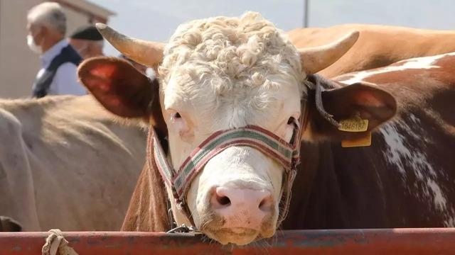 2024 kurban kesim bedeli ne kadar? Diyanet açıkladı