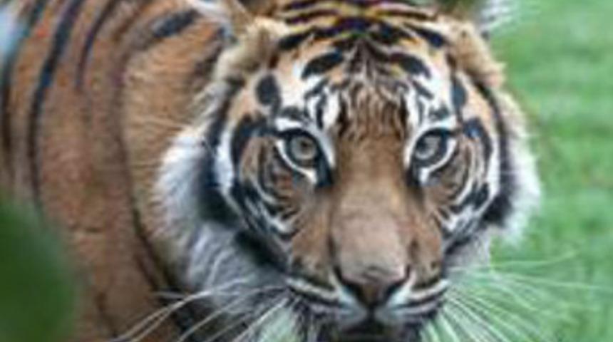 Kaplan bakıcısına saldırdı