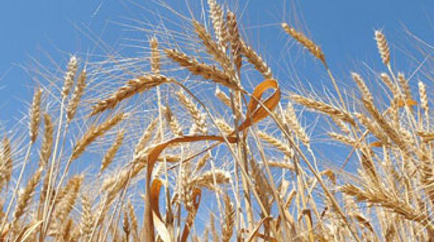 'S&uuml;per buğday' geliştirildi