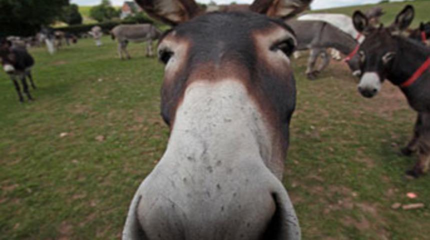 Bug&uuml;n eşeğe saygı g&uuml;n&uuml;!