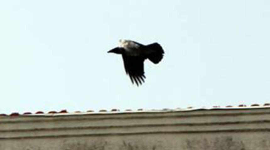 Kargalardan baretle korunuyorlar