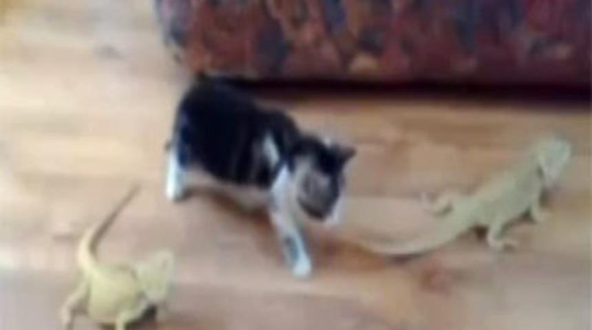 Bukalemun g&ouml;ren masum kedi