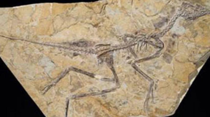 D&uuml;nyanın en eski kuşu bulundu