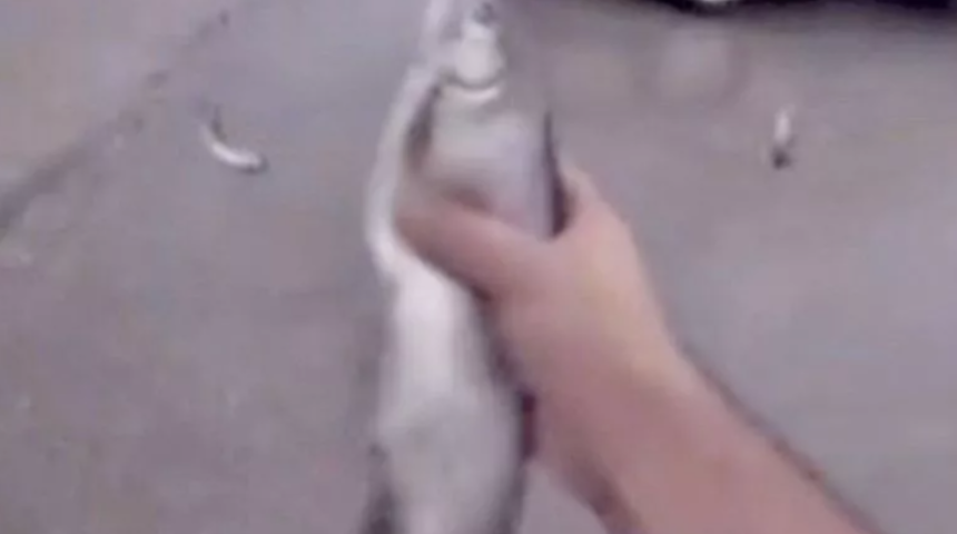 "Kıyamet alameti" denilmişti! Gökten canlı balıkların yağdığını iddia etti... Görüntüler sosyal medyada tartışma yarattı