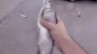 Kıyamet alameti denilmişti! Gökten canlı balıkların yağdığını iddia etti... Görüntüler sosyal medyada tartışma yarattı