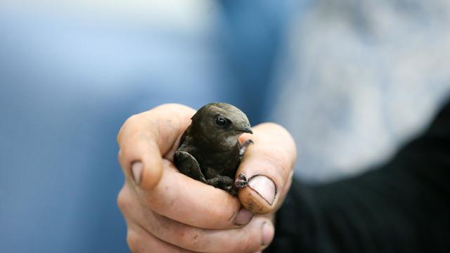 Kütahya'da iki ebabil, davlumbaz bacasından mutfağa girdi