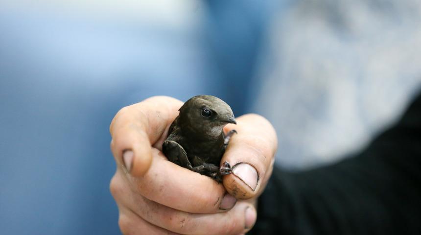 Kütahya'da iki ebabil, davlumbaz bacasından mutfağa girdi