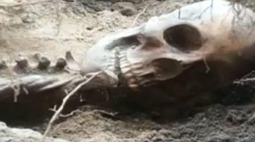 400 yıllık iskelete 5 bin dolarlık fatura