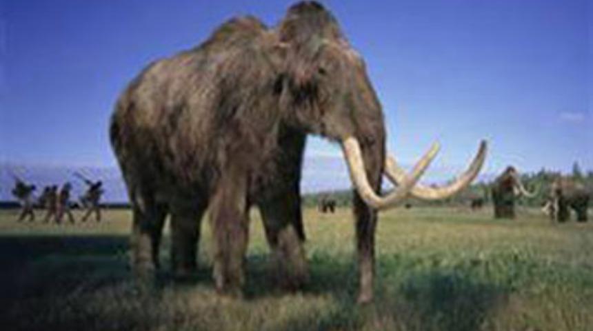 Mamut &ouml;l&uuml;s&uuml;nde sıvı kan bulundu