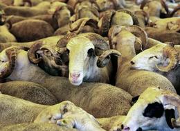 Bakan Yumaklı'dan kurbanlık ve et fiyatlarıyla ilgili açıklama! "Aldığımız önlemlerle..."