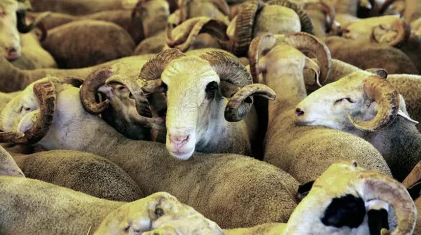 Bakan Yumaklı'dan kurbanlık ve et fiyatlarıyla ilgili açıklama! "Aldığımız önlemlerle..."