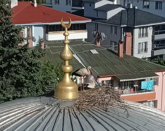 Bolu'da başına poşet takılan leylek cami kubbesine halatla tırmanan ekiplerce kurtarıldı