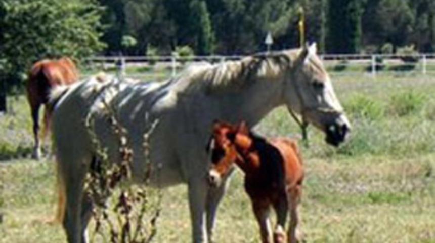 Eksi 196 derece dondurulup ihraç ediliyor