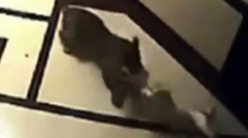 Leopar, k&ouml;peği b&ouml;yle avladı