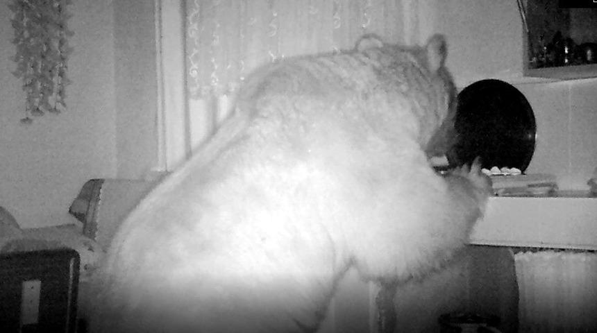 Bayburt’ta yayla evine giren ayı eşyaları dağıttı kapı ve pencereleri kırdı