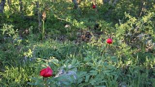 Karabük'te koruma altındaki ayı gülü çiçek açtı