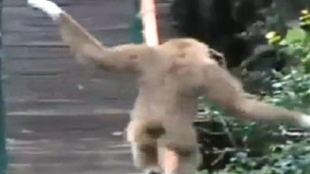 Akrobat maymundan köprü şovu