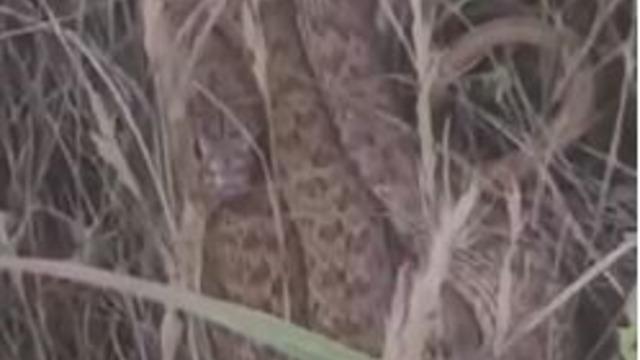 Arazide kenetlenen 2 metrelik yılanı görünce Ahtapot Necdet dedi, o anlar güldürdü