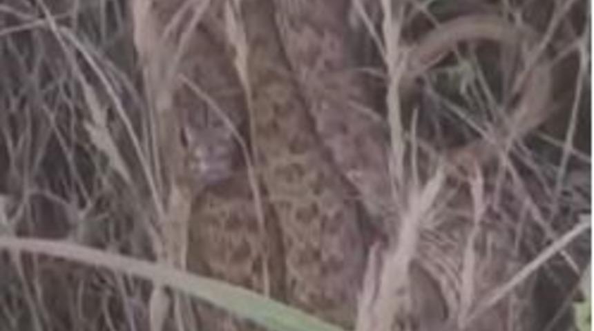 Arazide kenetlenen 2 metrelik yılanı görünce "Ahtapot Necdet" dedi, o anlar güldürdü