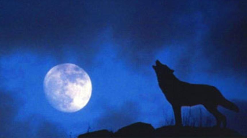 Bu kez koyun kurda saldırdı