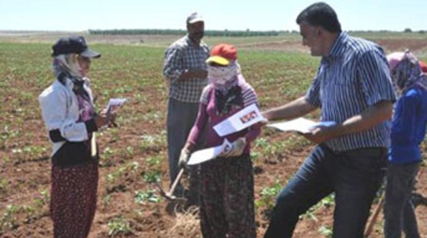 Karnelerini tarlada aldılar