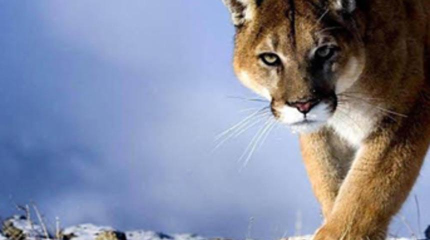 Apple'dan OS X Mountain Lion’un Güncellemesi